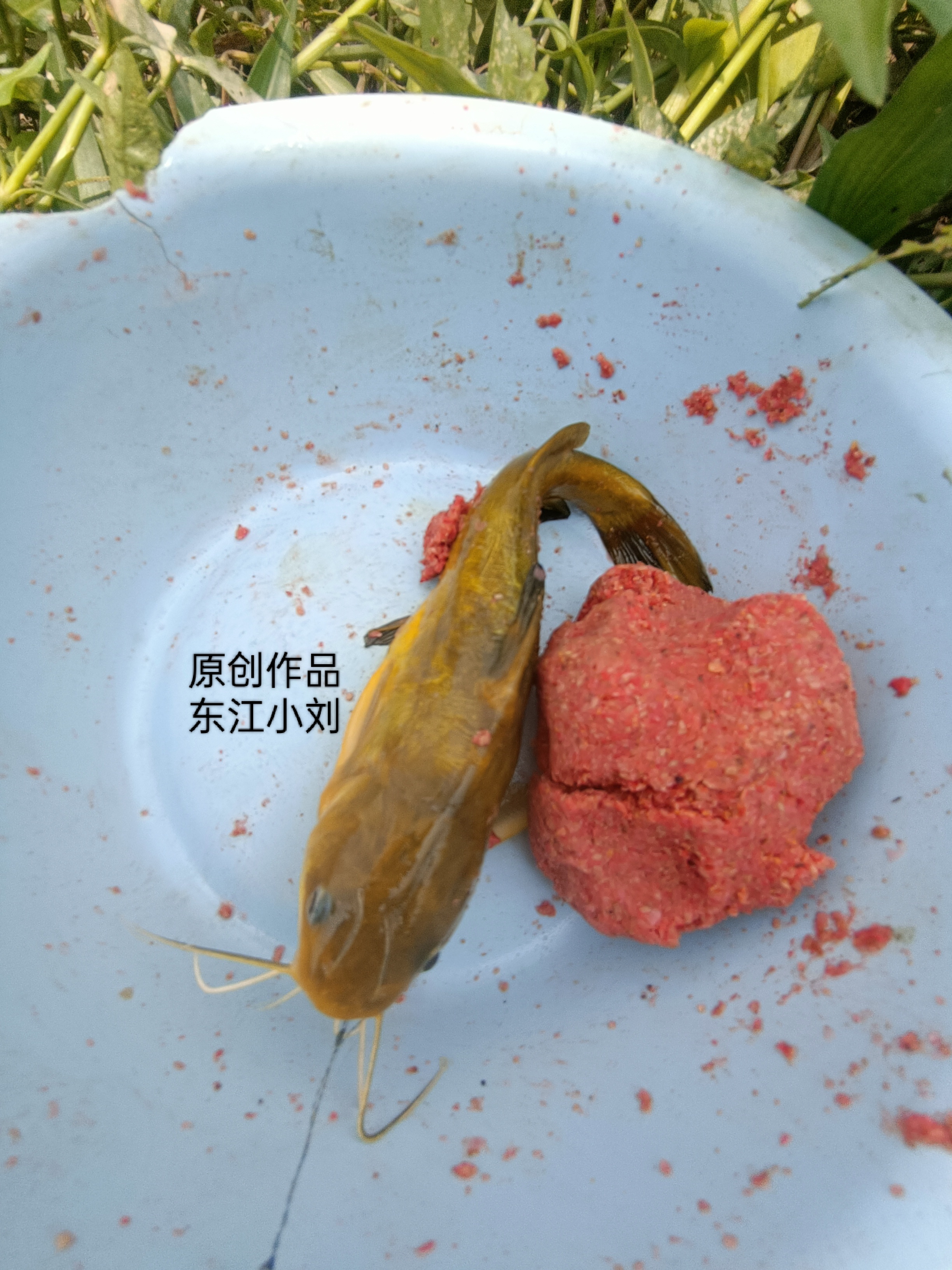 嘴巴里长出七条胡须,有短有长,提起来时,不停地发出叽叽喳喳的叫声