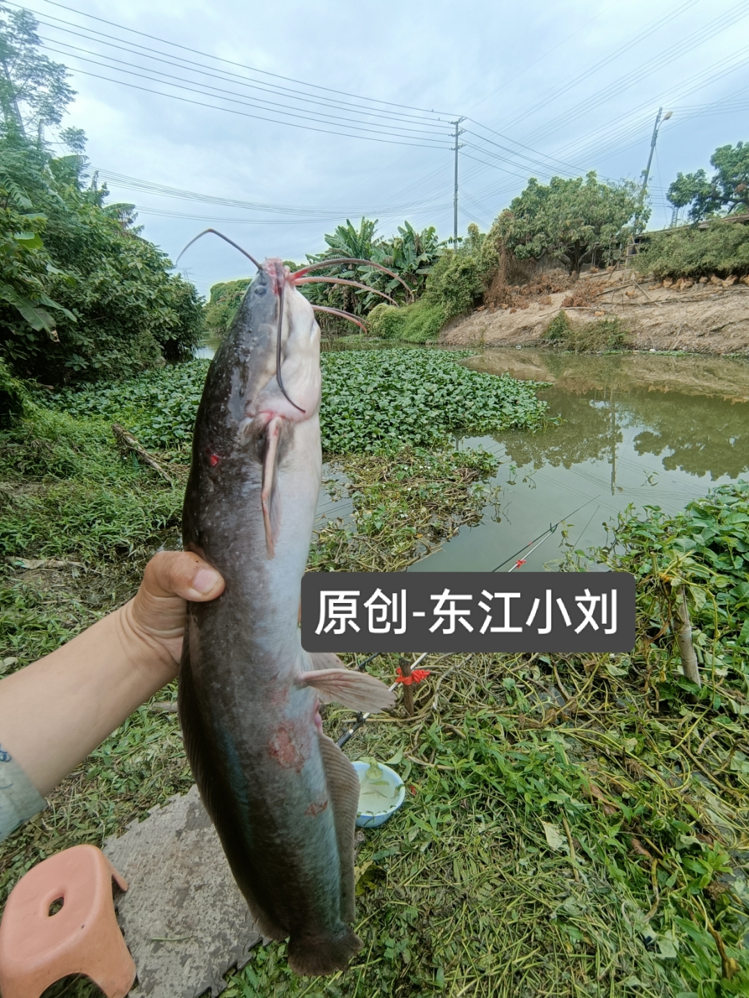 又是一个新位置,钓草边基本都是这种鲶鱼,拉力又大,手感特别爽,尤其是