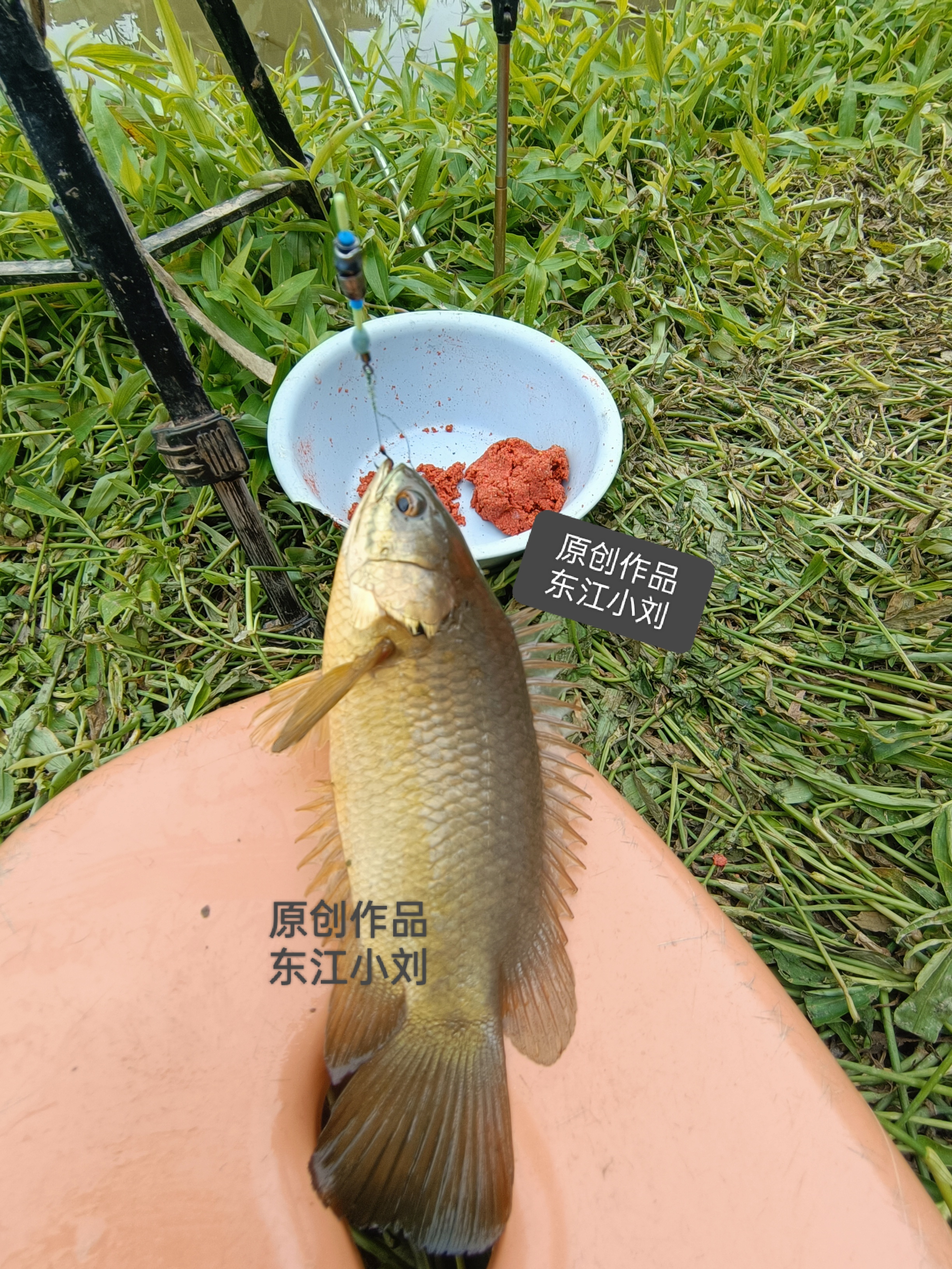 这条河怎么次次能钓到这种鱼,吃又不能吃,全身是