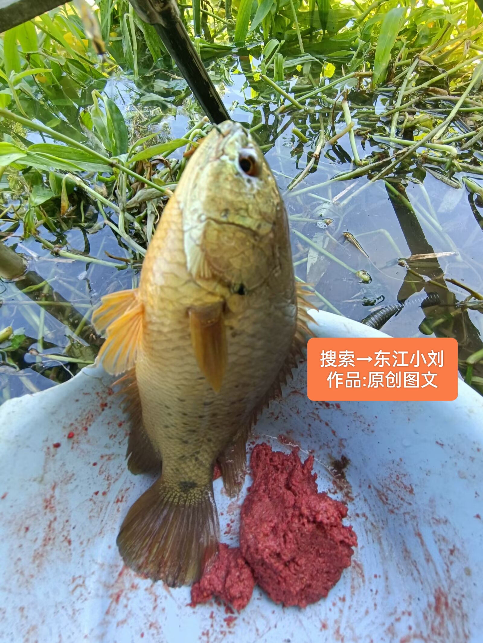 这条河怎么老是钓这种鱼,到底是什么原因,一条正常鱼都钓不到,全是