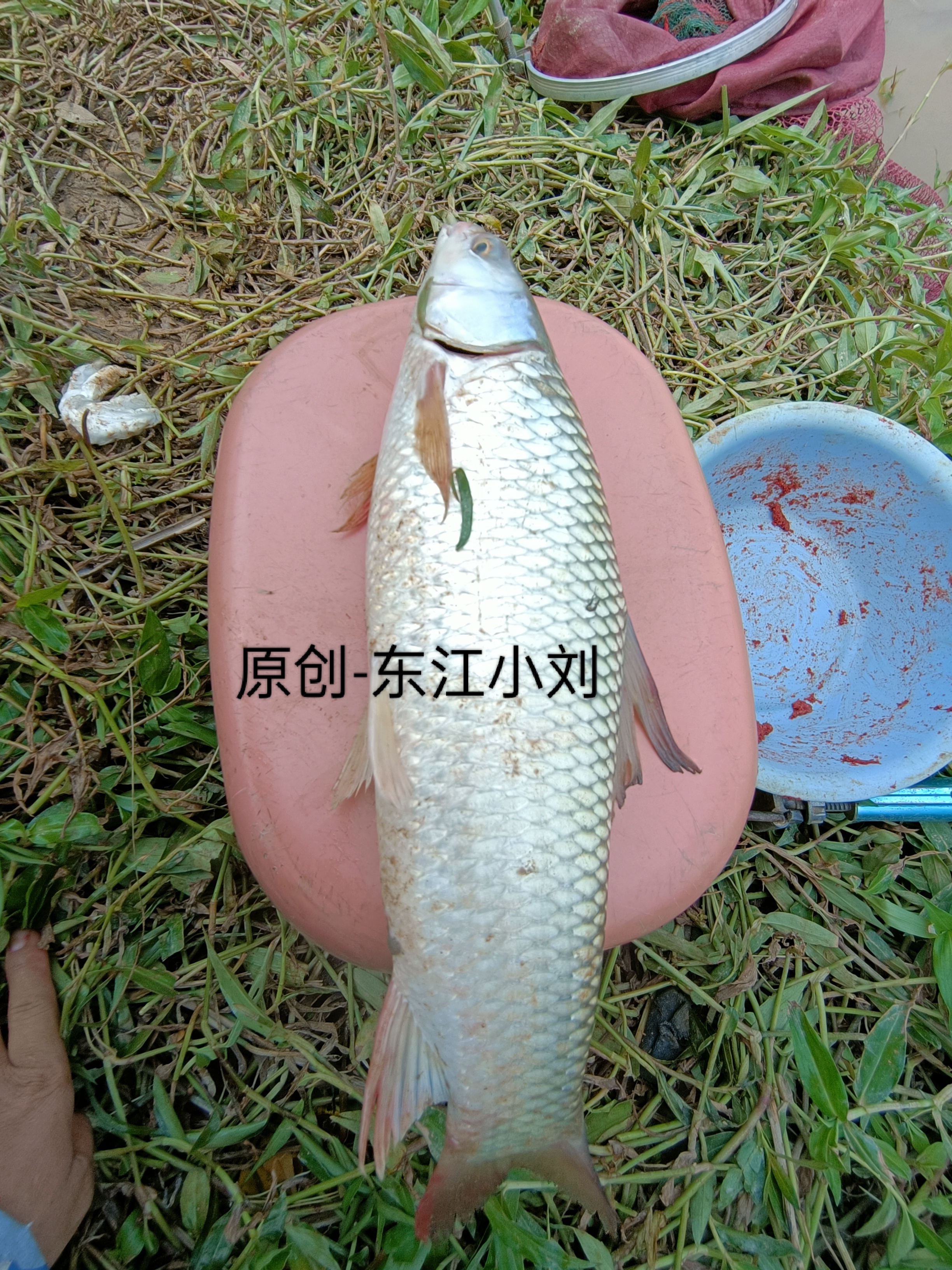 看上去非常类似草鱼,不过嘴巴有点尖,腹部超白色,背面两边鳞片都带点