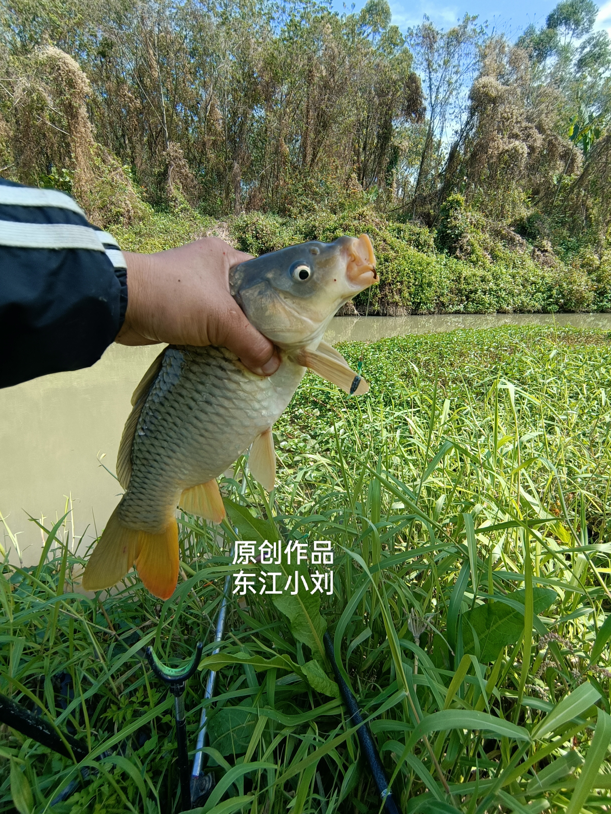 上半年钓的鲤鱼鲫鱼还不错吧