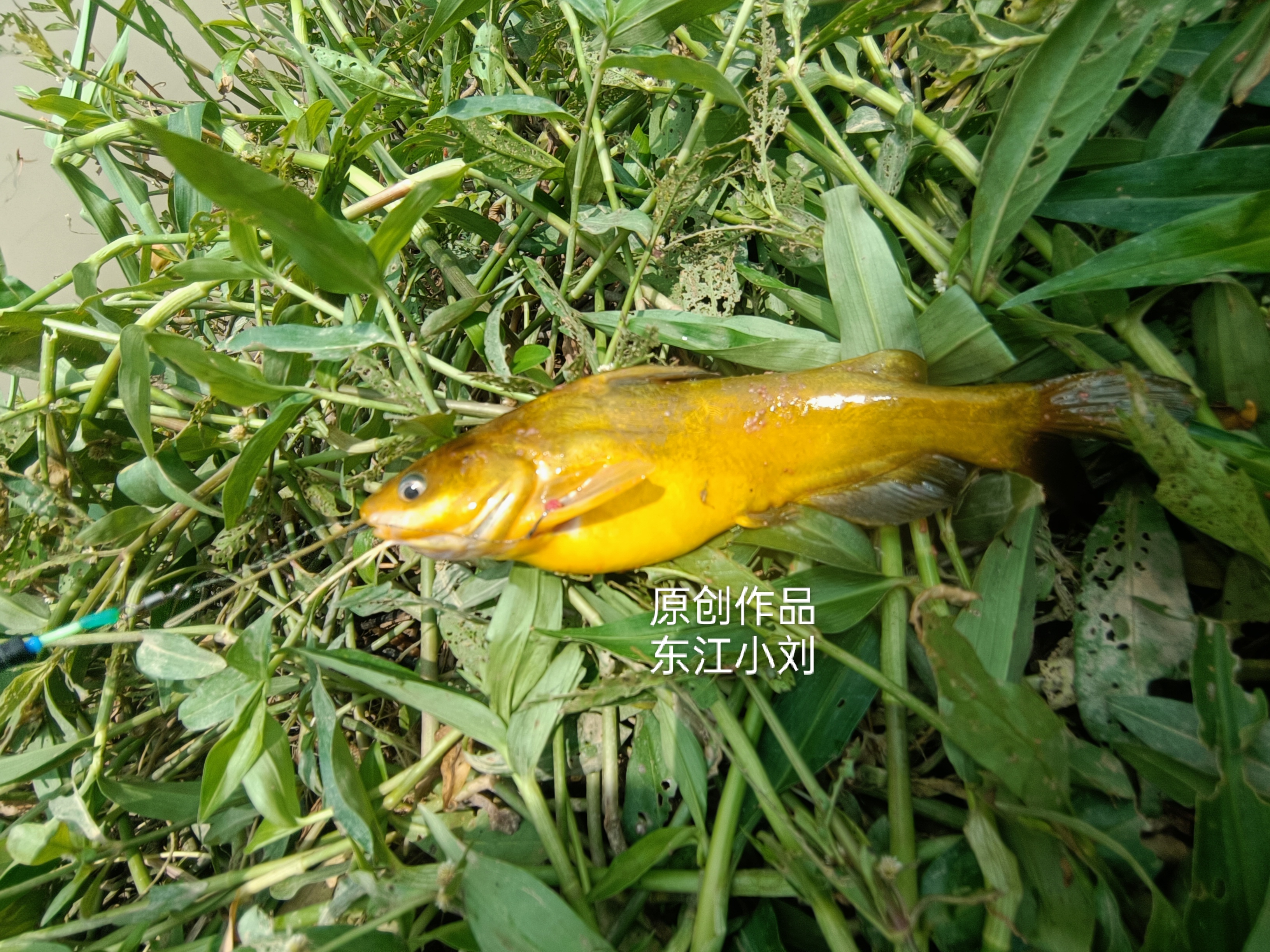 嘴巴里长出七条胡须,有短有长,提起来时,不停地发出叽叽喳喳的叫声