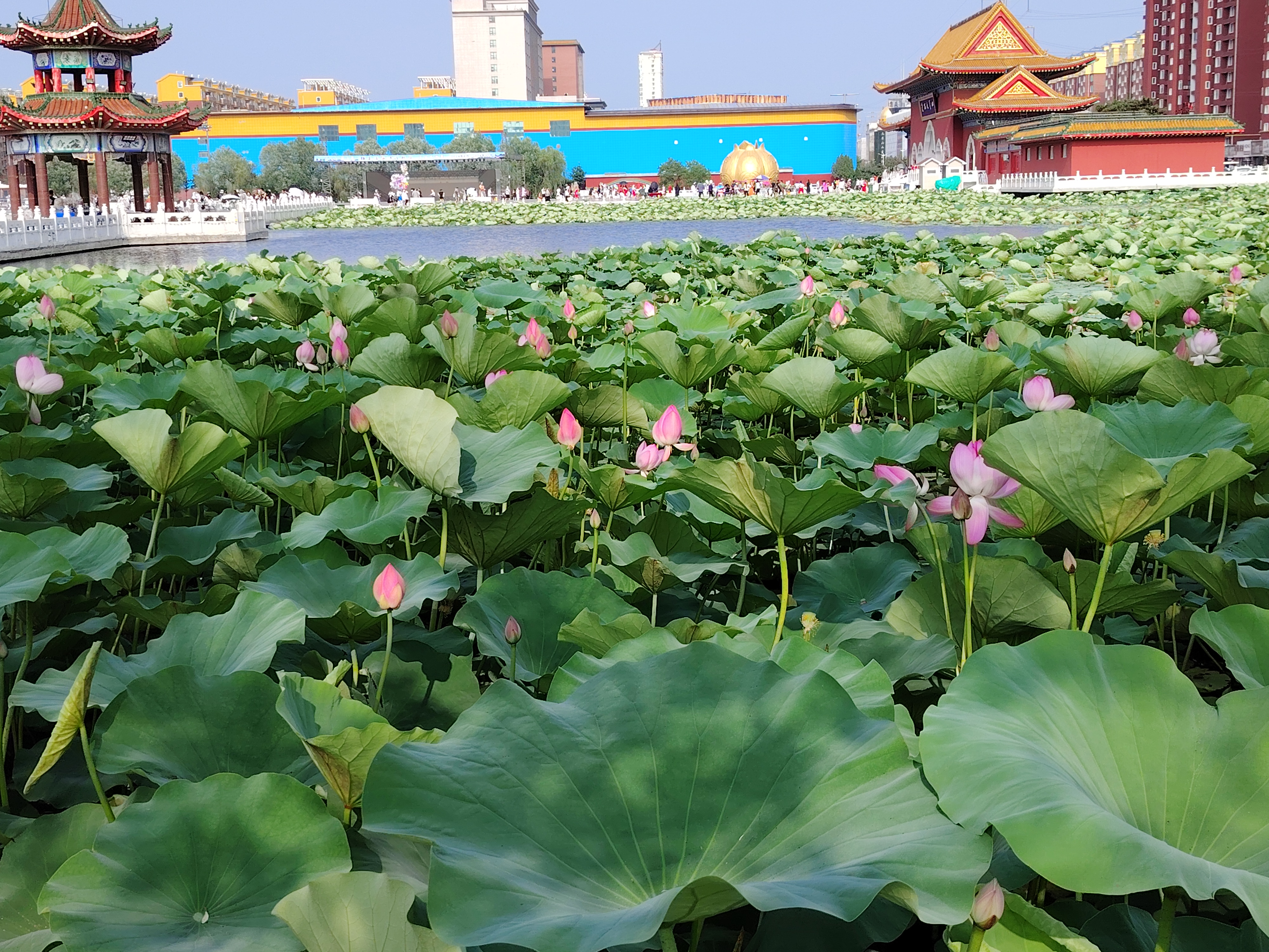 院内荷花池造型图片