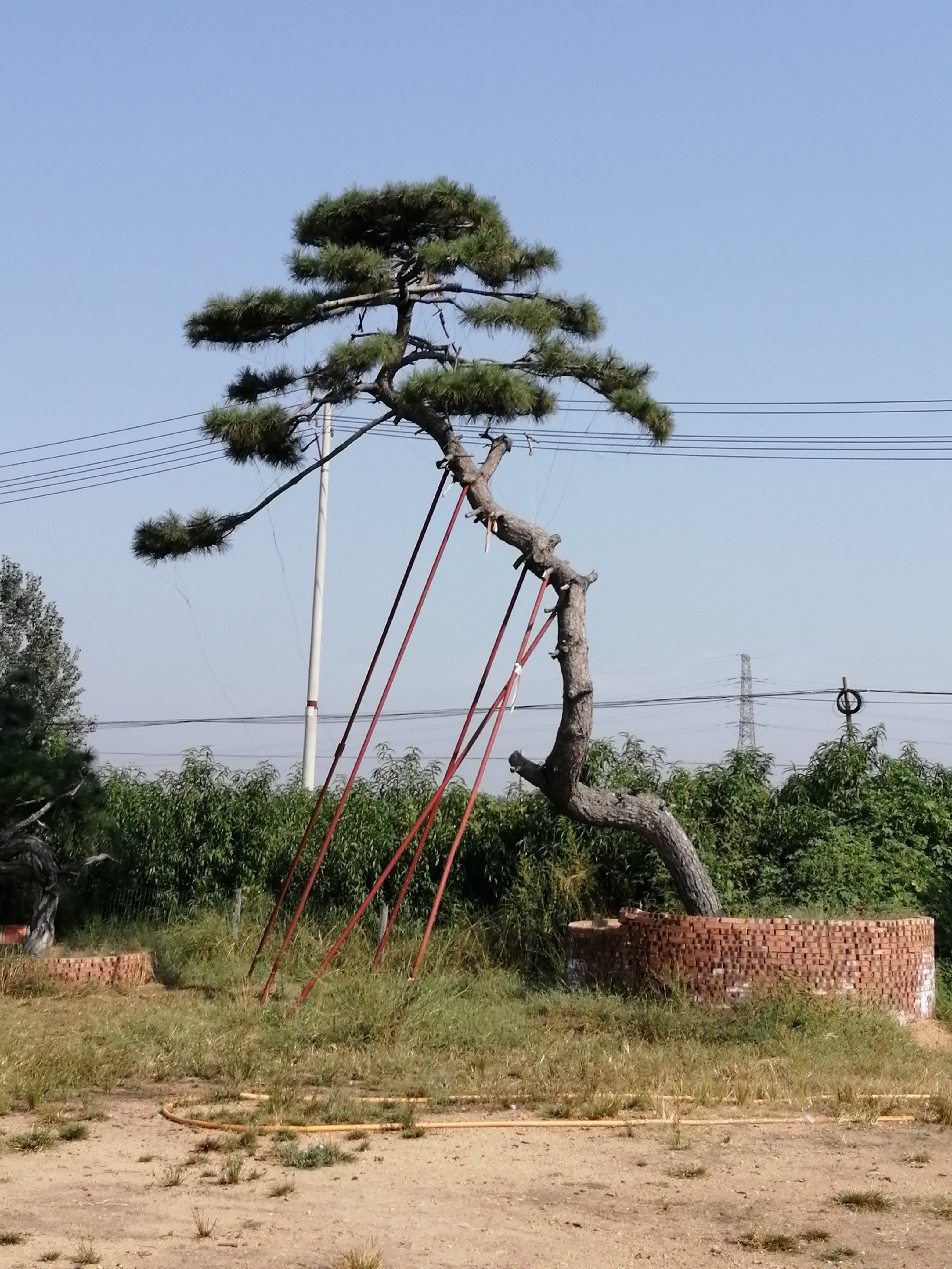 泰山古松图片图片