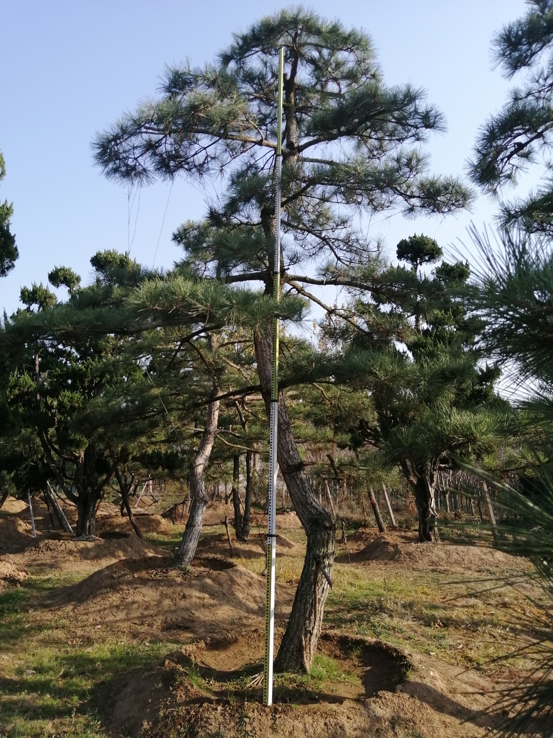 泰山古松图片