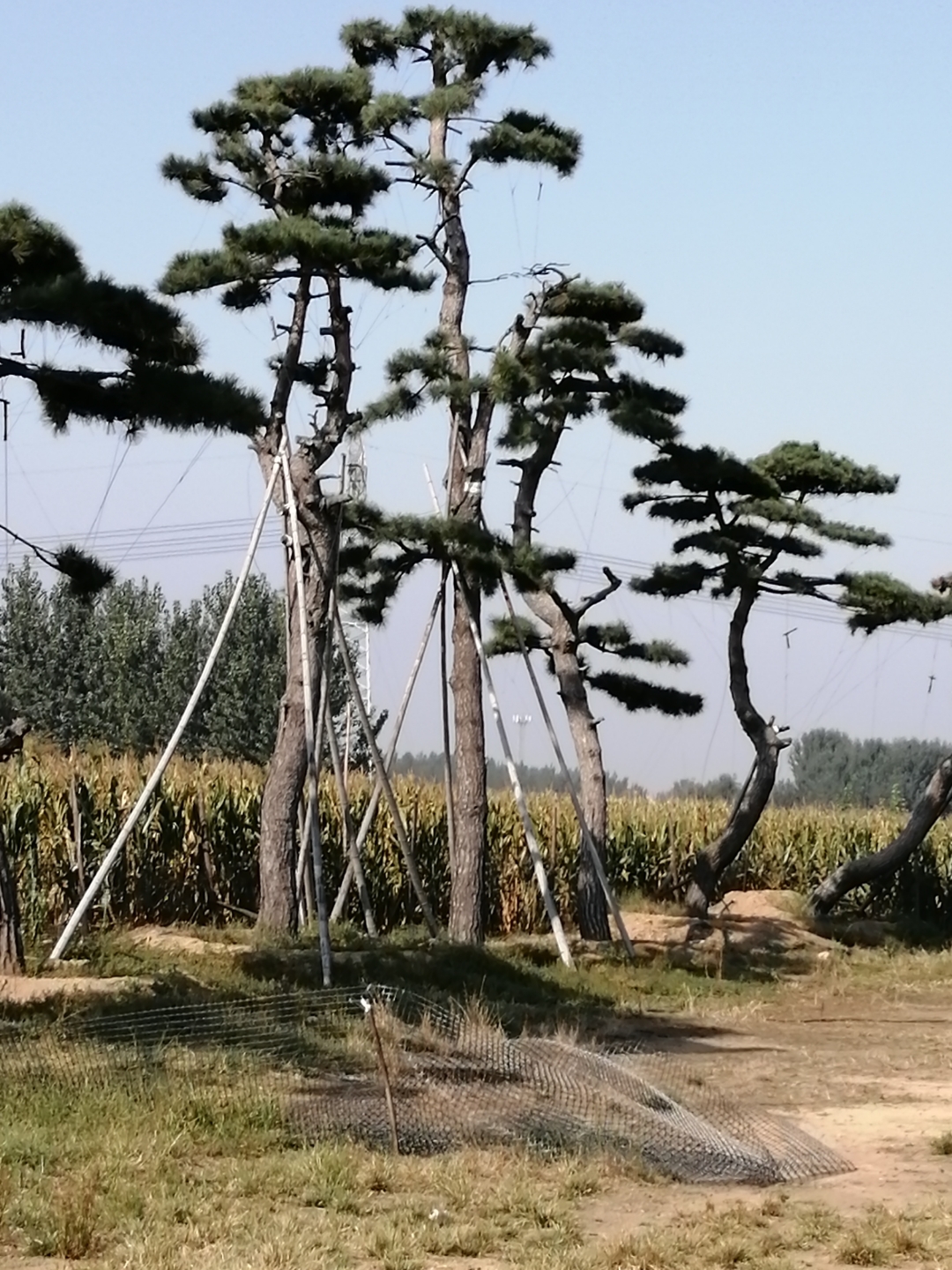 泰山古松图片