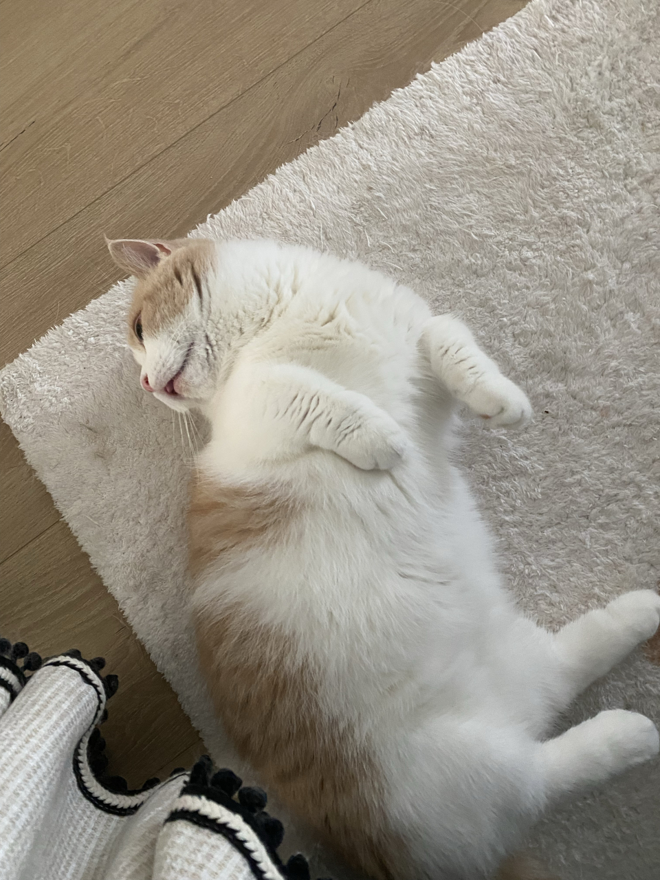 我们波波茶真的太可爱了～ 白肚肚小猫咪撒娇来啦
