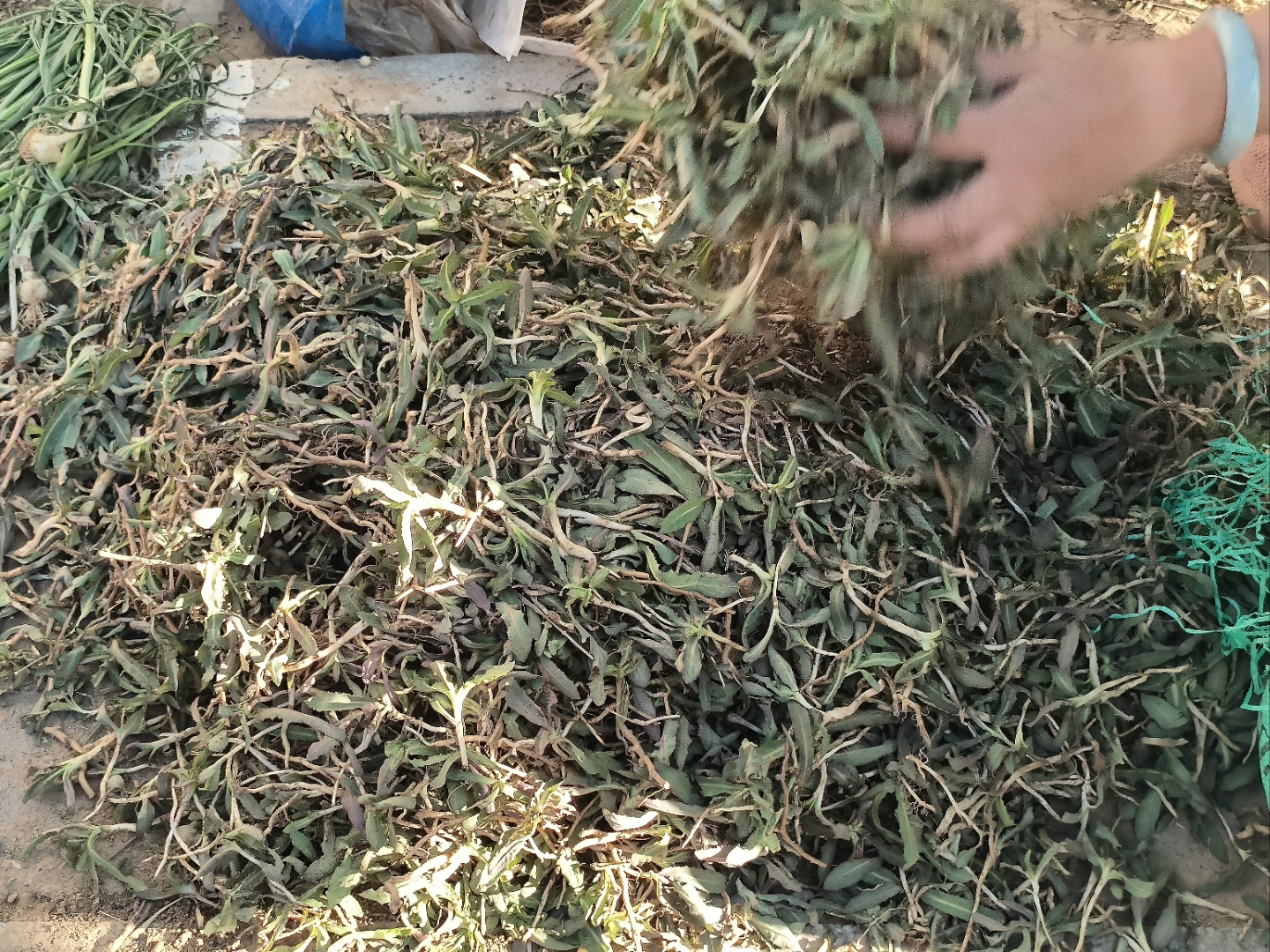 有甜茎菜,苦茎菜,挖野菜田地止痒的草有哪些甜茎菜图片蔚县野菜