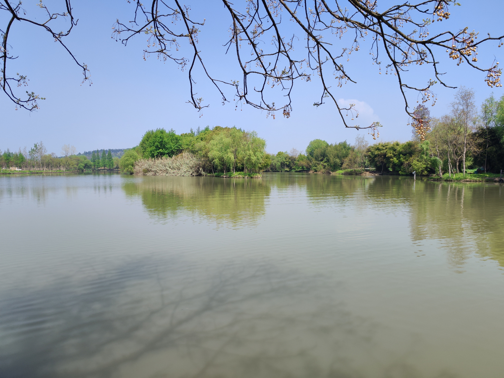 白马湖湿地图片