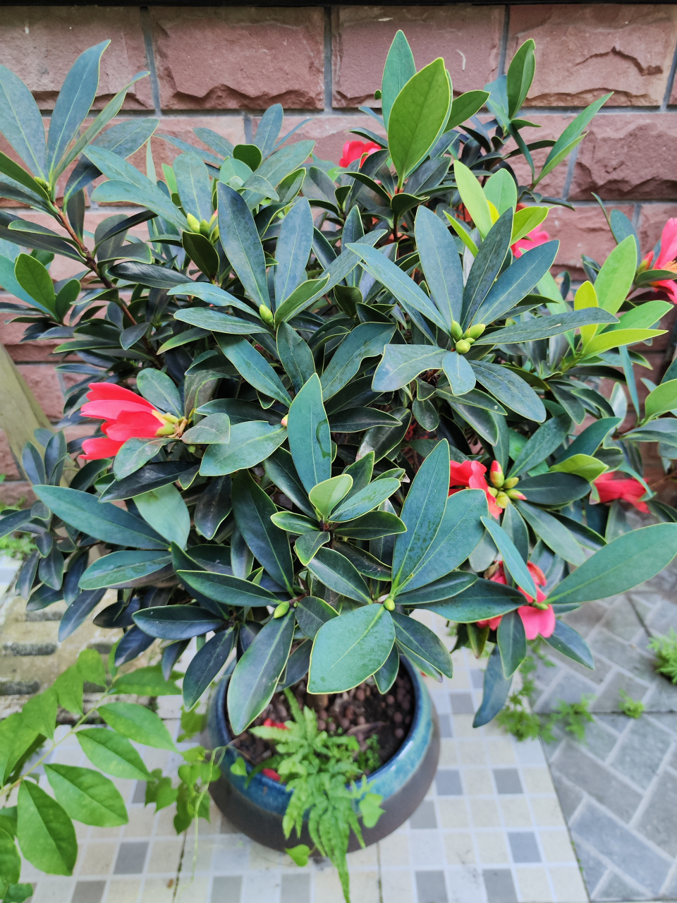 30  茶花耐寒历严冬, 杂交杜鹃挺热夏.