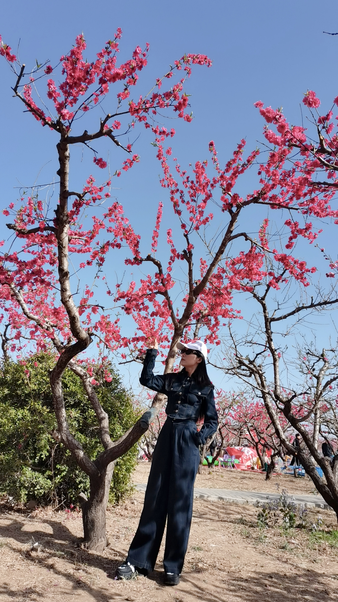 形容樱花树下的美女图片