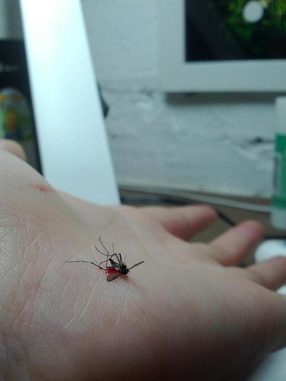 早上上厕所听到蚊子在旁边哼哼唧唧 充满挑衅的意味 但对于我一个裸眼