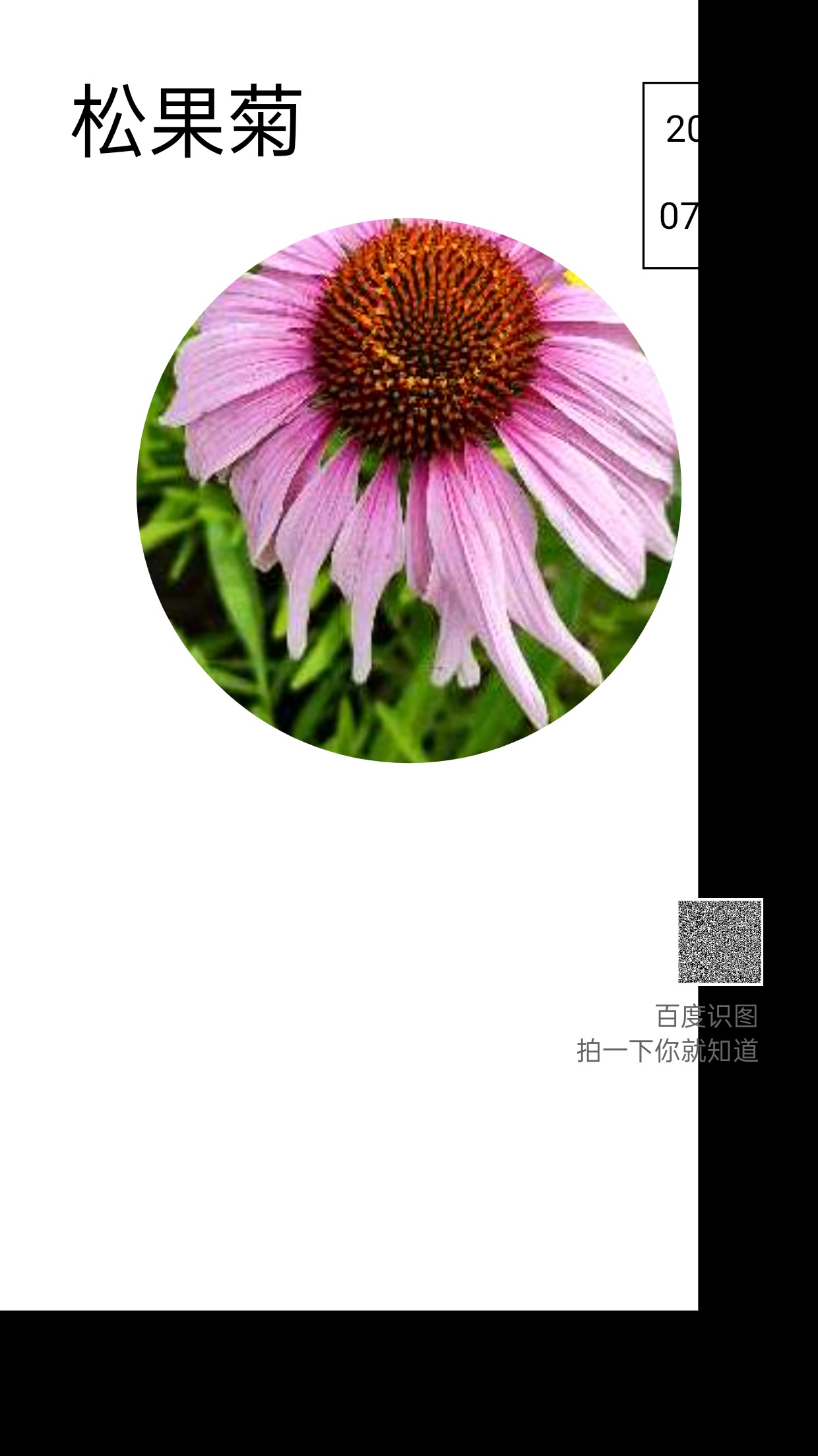 "20度夏日的清凉,松果菊的粉嫩,百度识图,一拍即知.