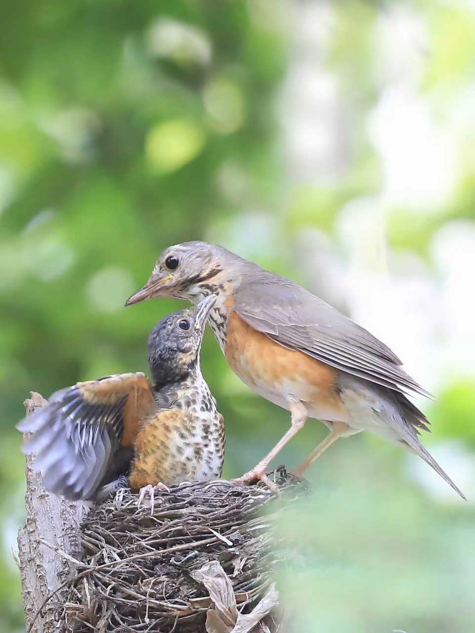 人间精灵|灰背鸫 灰背鸫[dōng](学名:turdus hortulorum)是中型鸟类