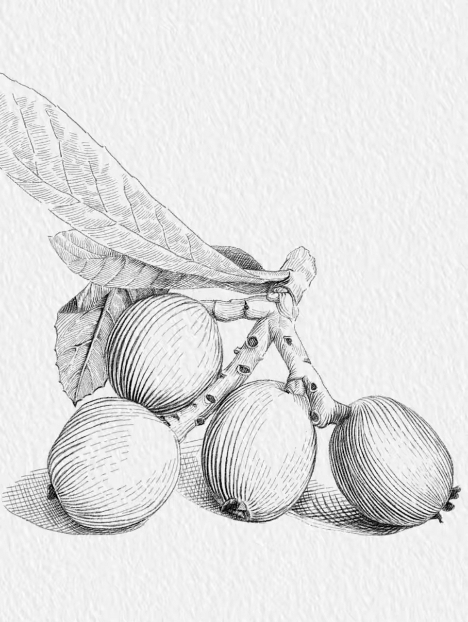 美术|枇杷果教程图