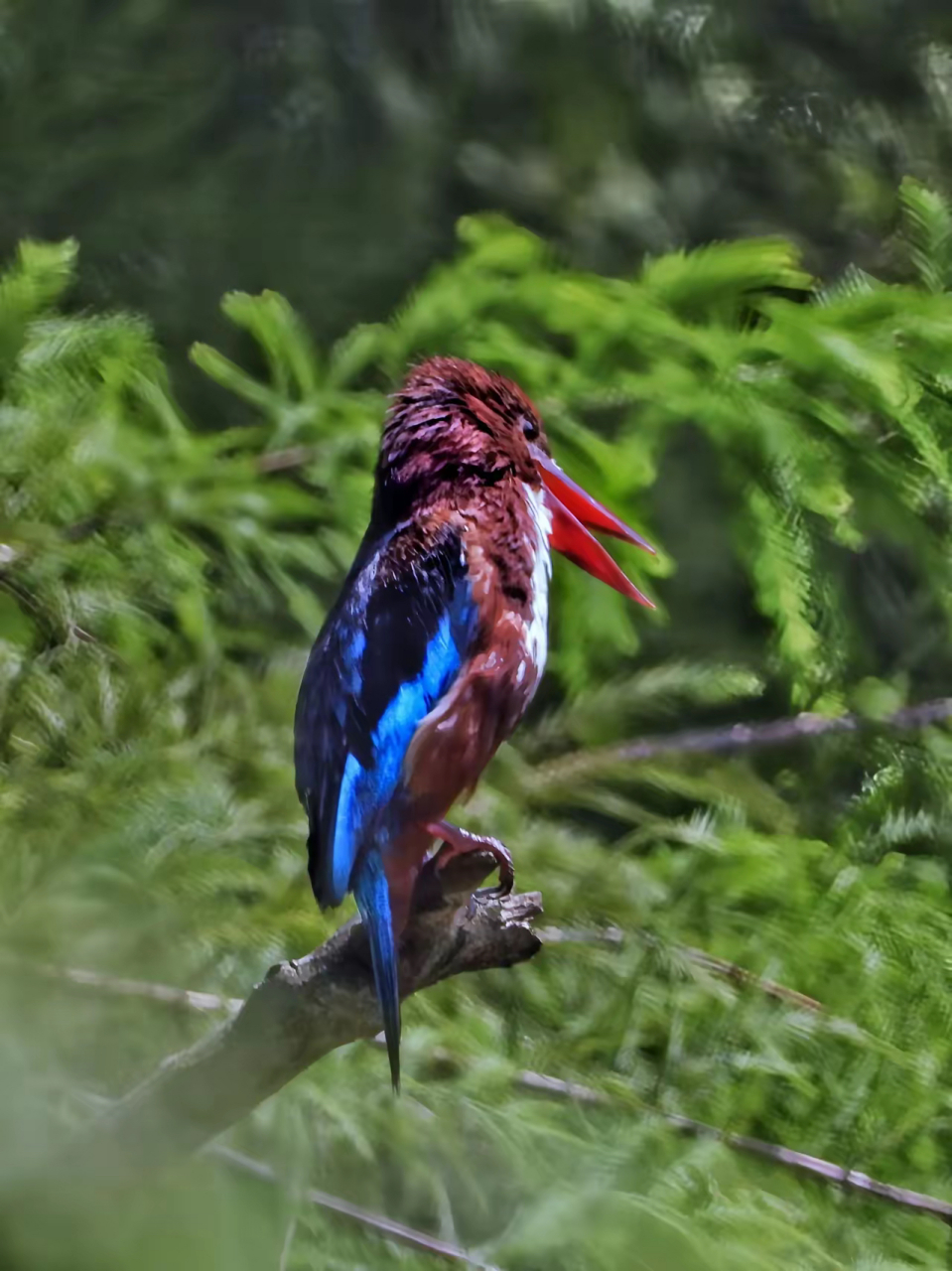 白胸翡翠因胸部中央羽毛为白色而得名,身体其他部分羽毛颜色