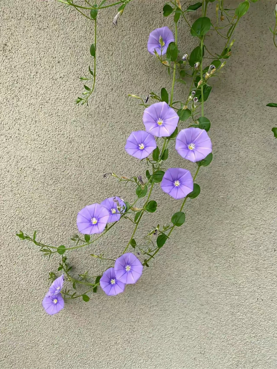 植物图鉴|岩旋花 蓝色岩旋花(学名:convolvulus sabatius)是桔梗目旋