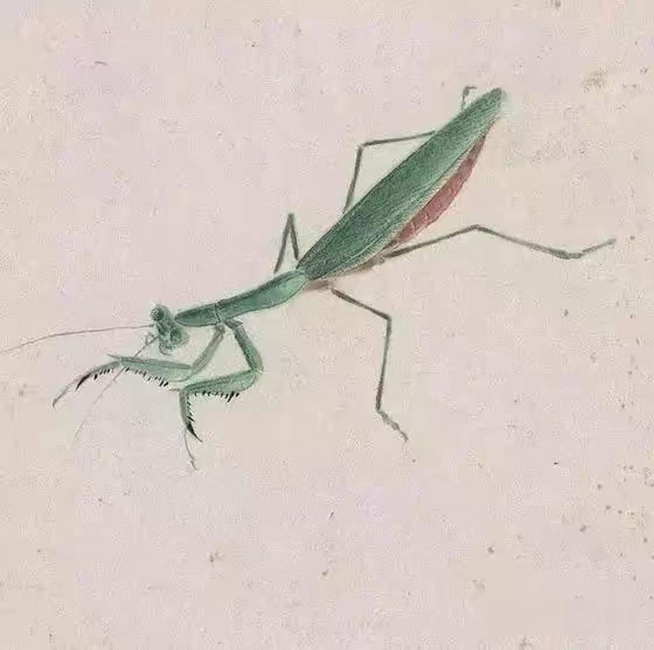 工笔画|螳螂