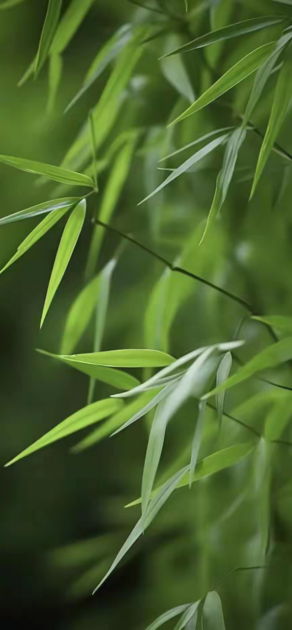 清新绿意,竹叶婆娑,静享这份自然的宁静.