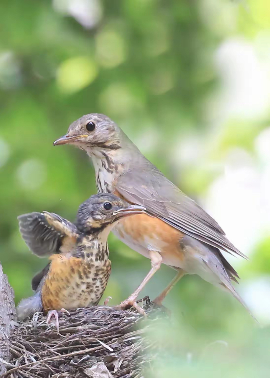 人间精灵|灰背鸫 灰背鸫[dōng](学名:turdus hortulorum)是中型鸟类