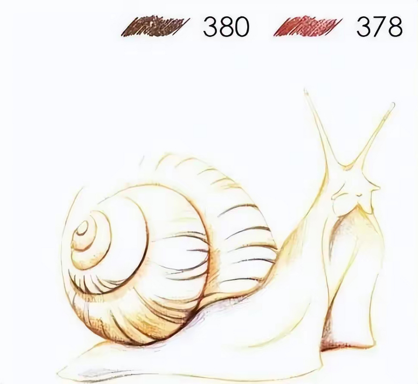 彩铅|蜗牛教程图