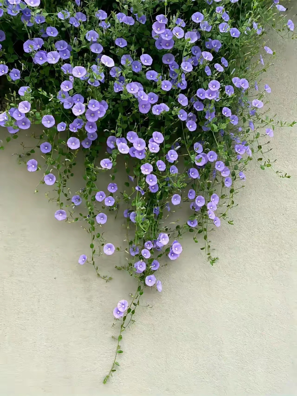 植物图鉴|岩旋花 蓝色岩旋花(学名:convolvulus sabatius)是桔梗目旋