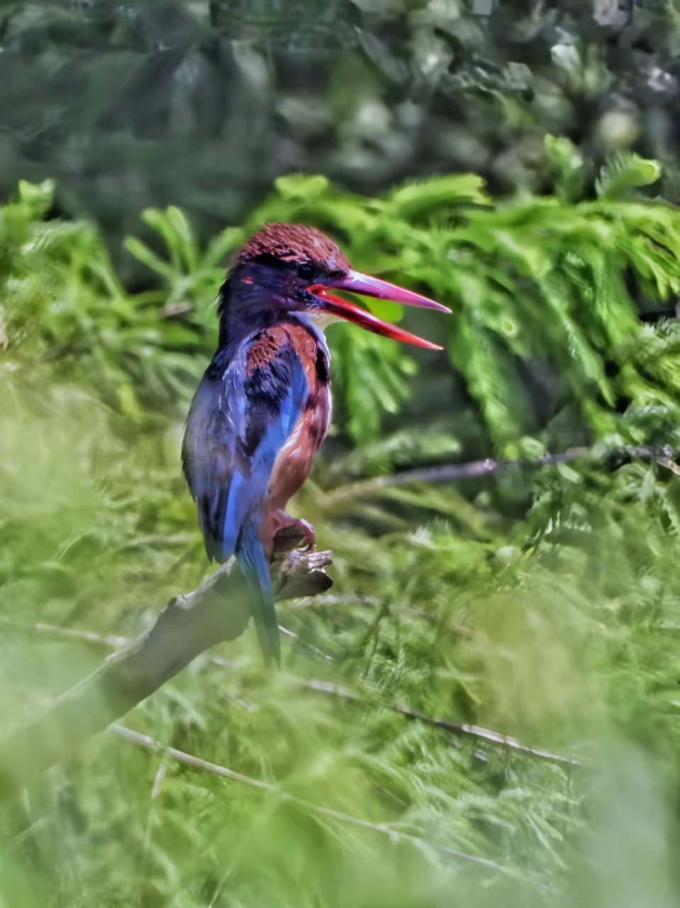 白胸翡翠因胸部中央羽毛为白色而得名,身体其他部分羽毛颜色