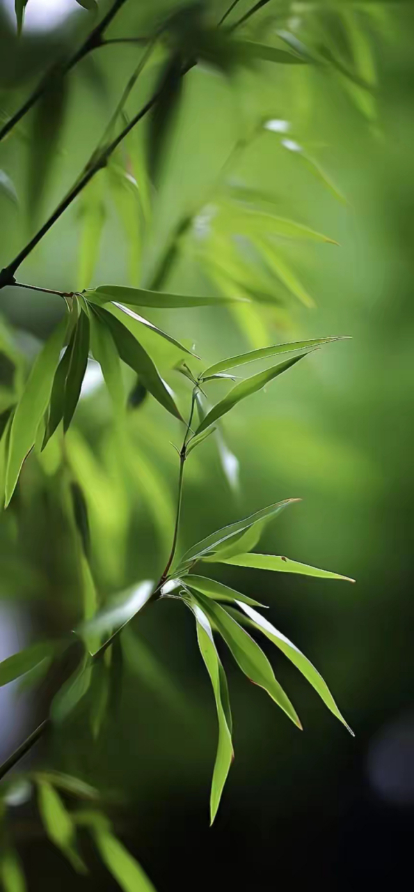 清新绿意,竹叶婆娑,静享这份自然的宁静.