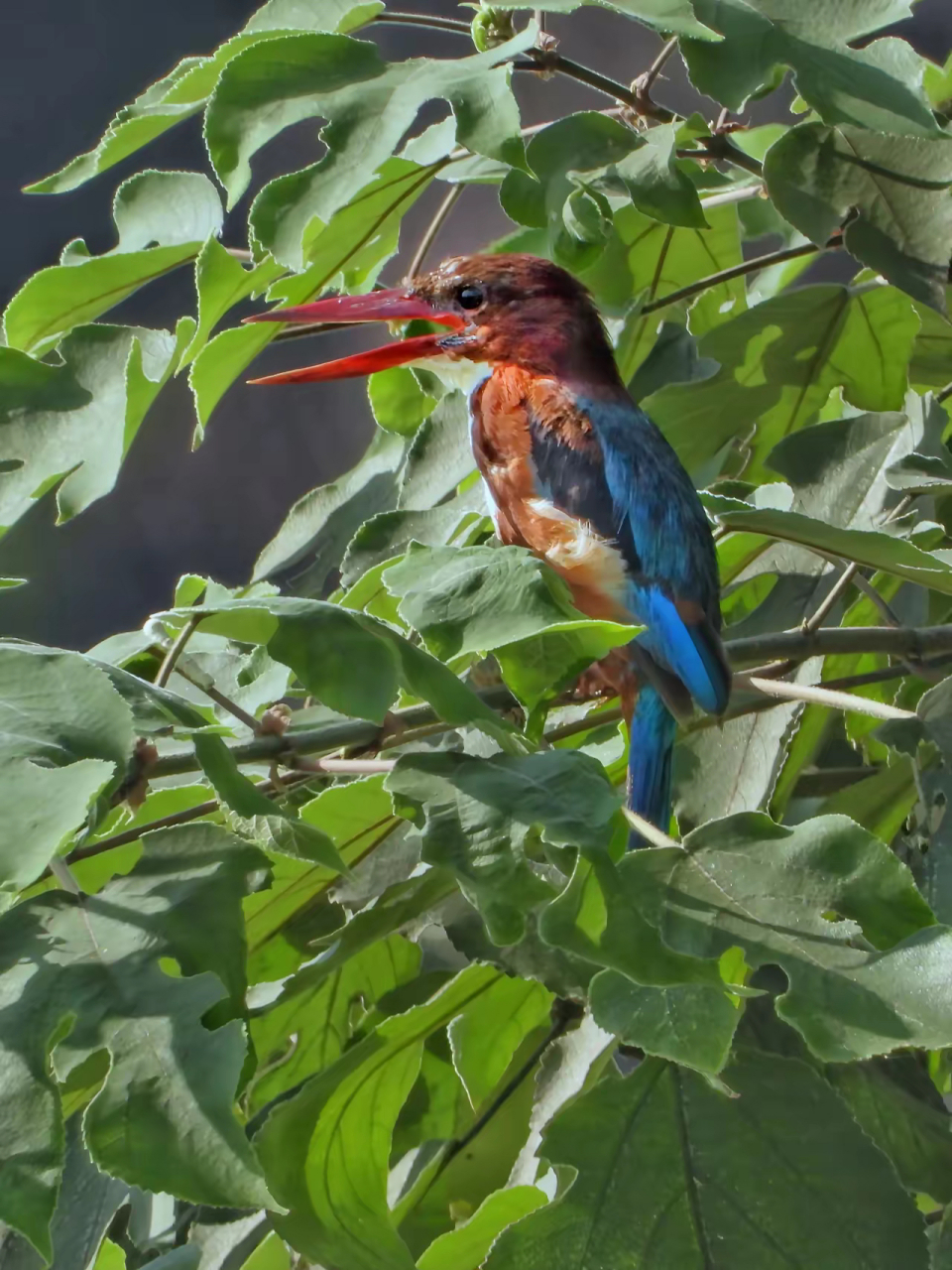 白胸翡翠因胸部中央羽毛为白色而得名,身体其他部分羽毛颜色