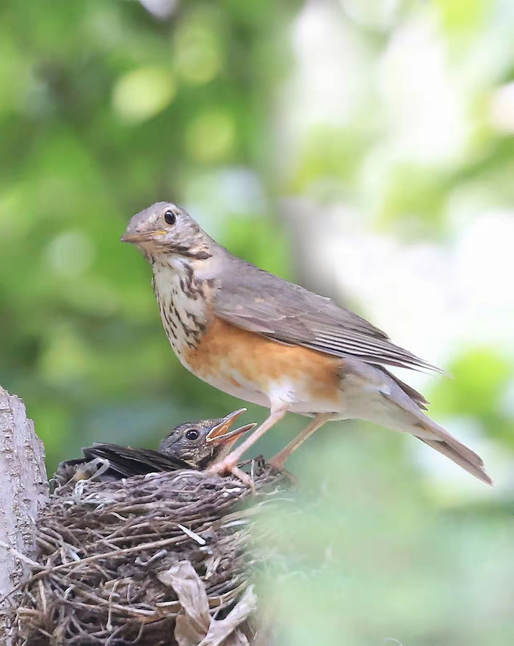 人间精灵|灰背鸫 灰背鸫[dōng](学名:turdus hortulorum)是中型鸟类