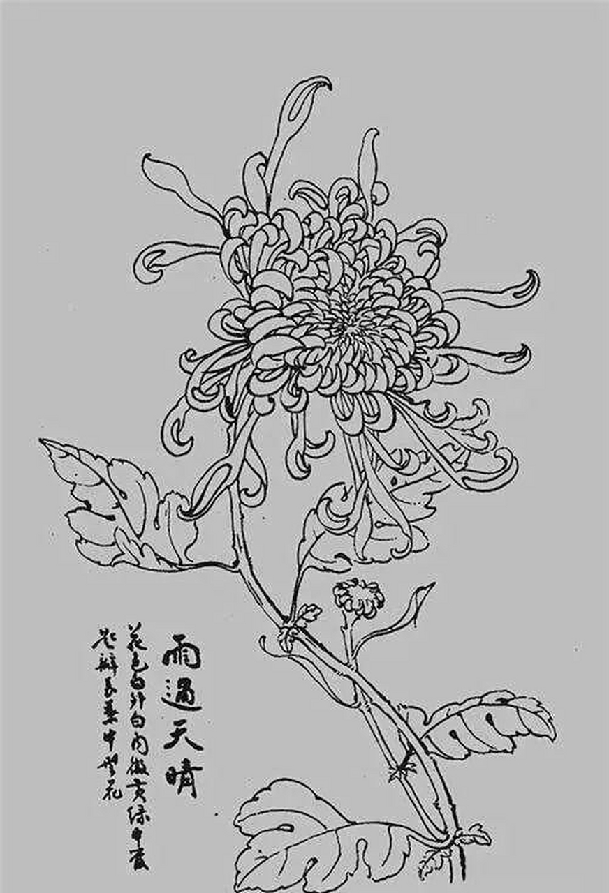 杭白菊画法图片