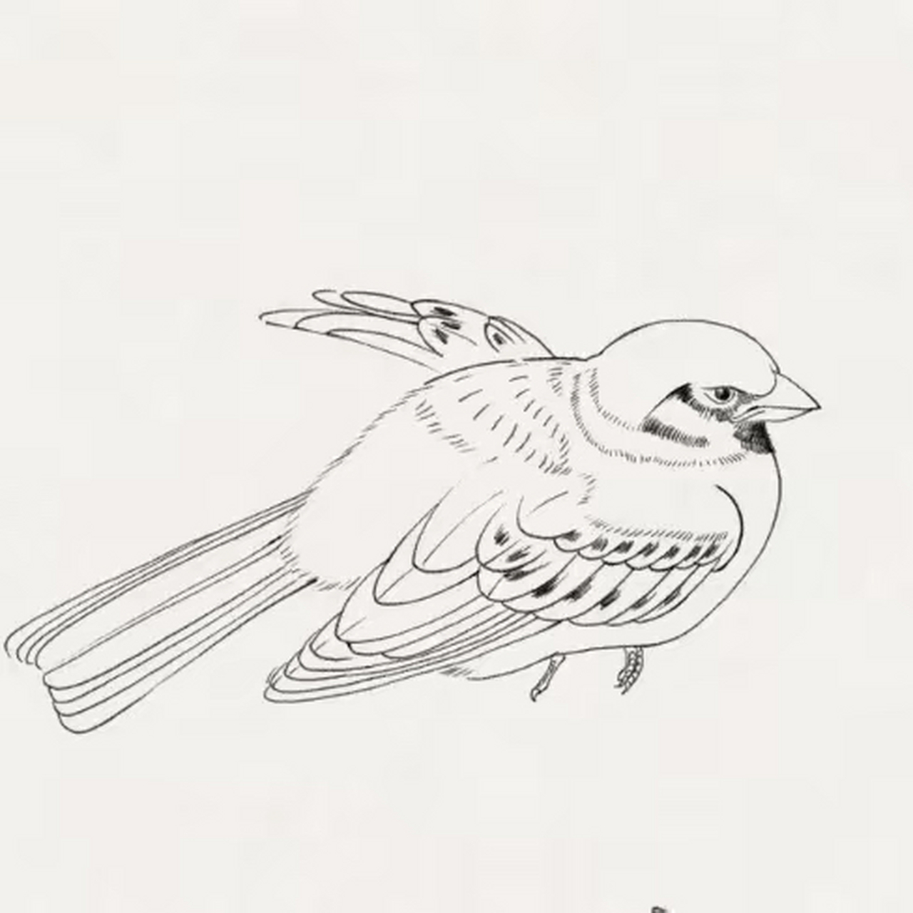 白描|麻雀作品