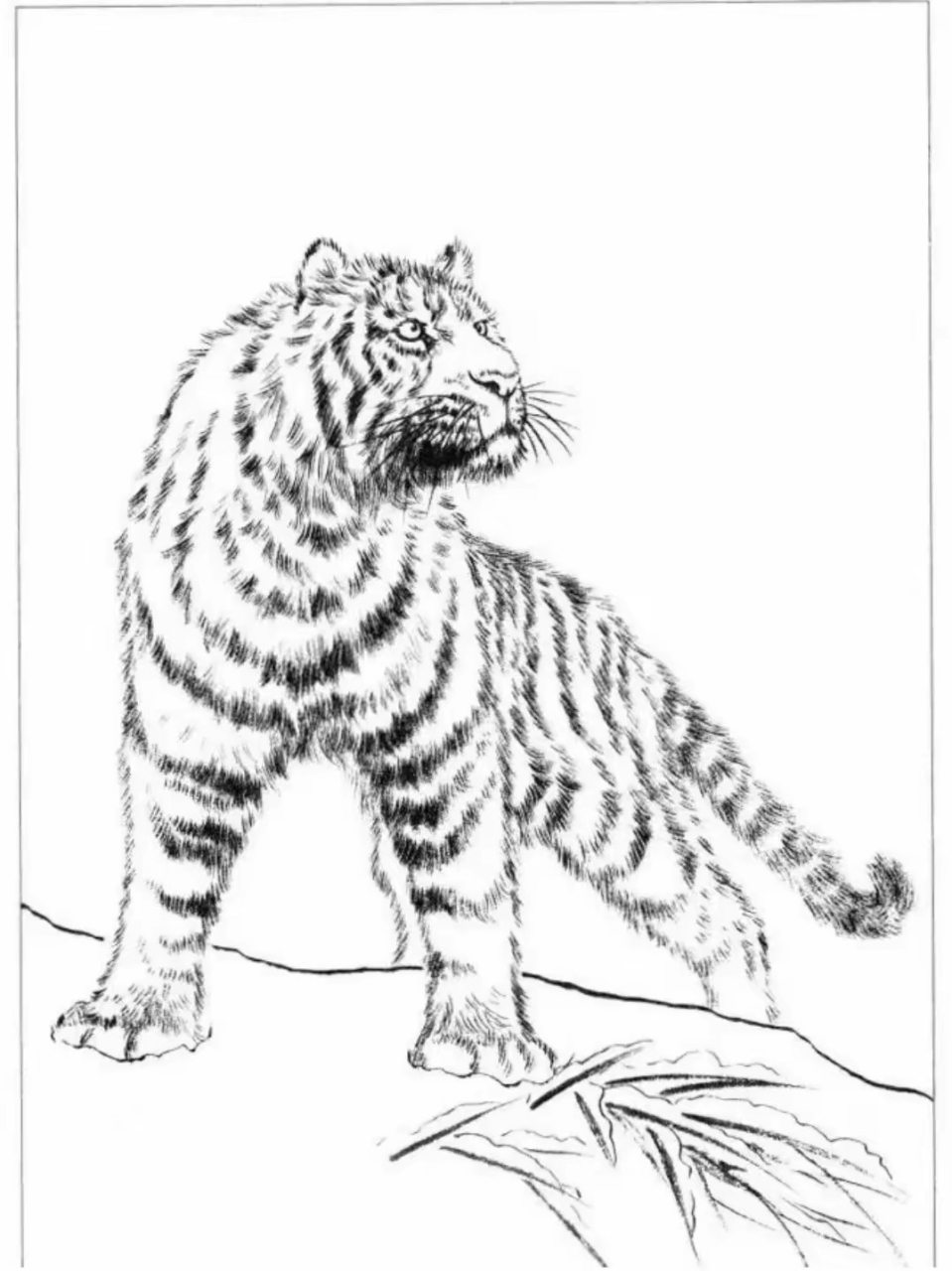 白描|老虎作品