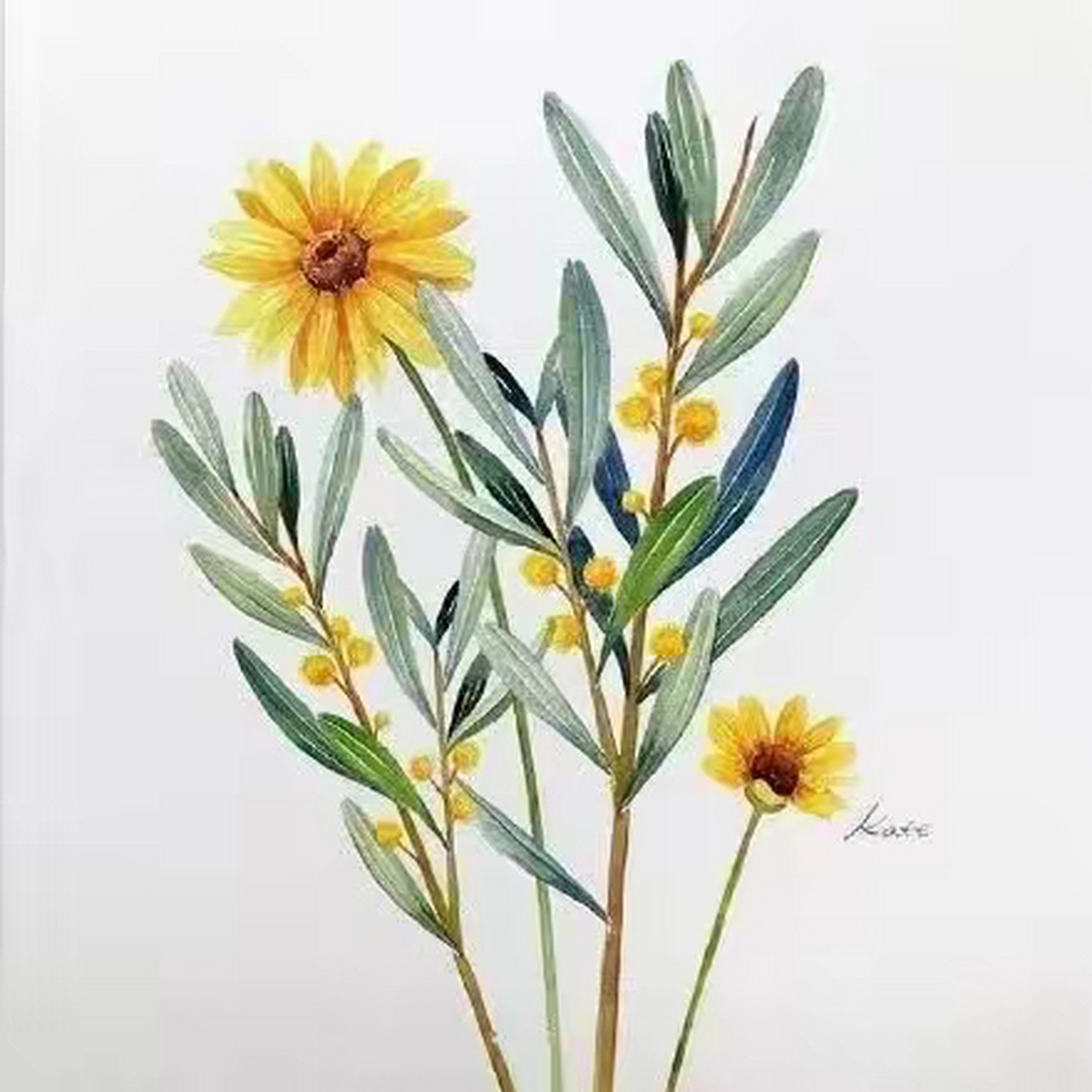 水彩|植物花卉作品