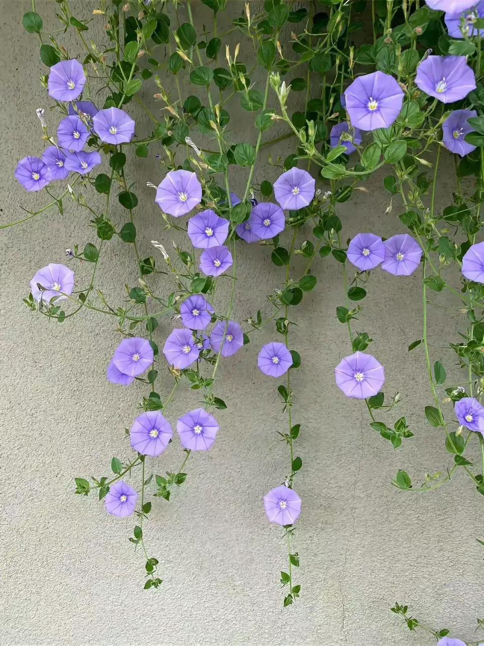 植物图鉴|岩旋花 蓝色岩旋花(学名:convolvulus sabatius)是桔梗目旋