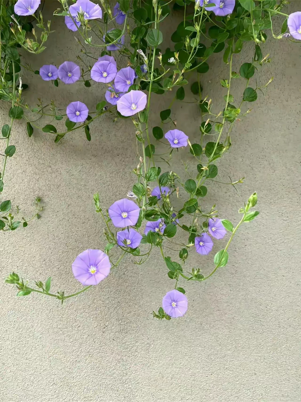 植物图鉴|岩旋花 蓝色岩旋花(学名:convolvulus sabatius)是桔梗目旋