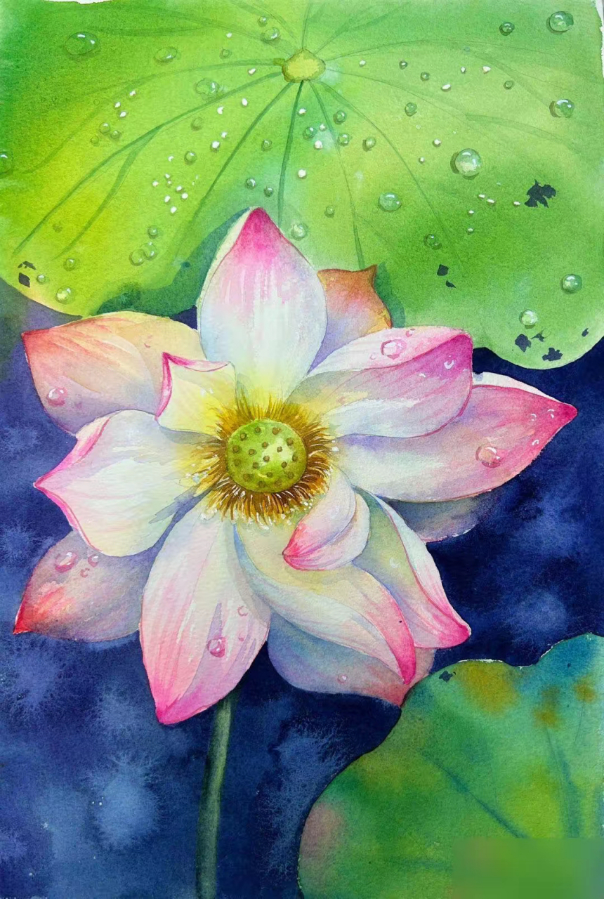 水彩 | 荷花教程图