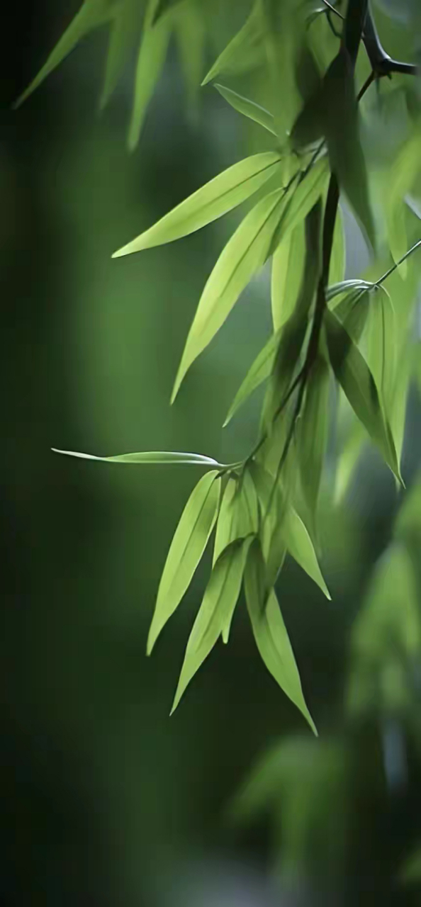 清新绿意,竹叶婆娑,静享这份自然的宁静.