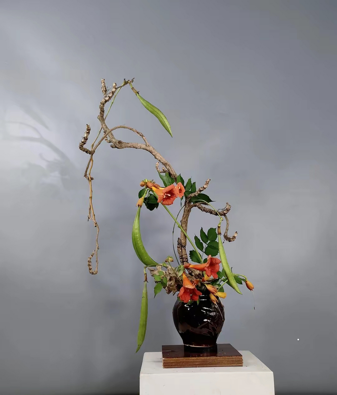 盆景艺术|凌霄花