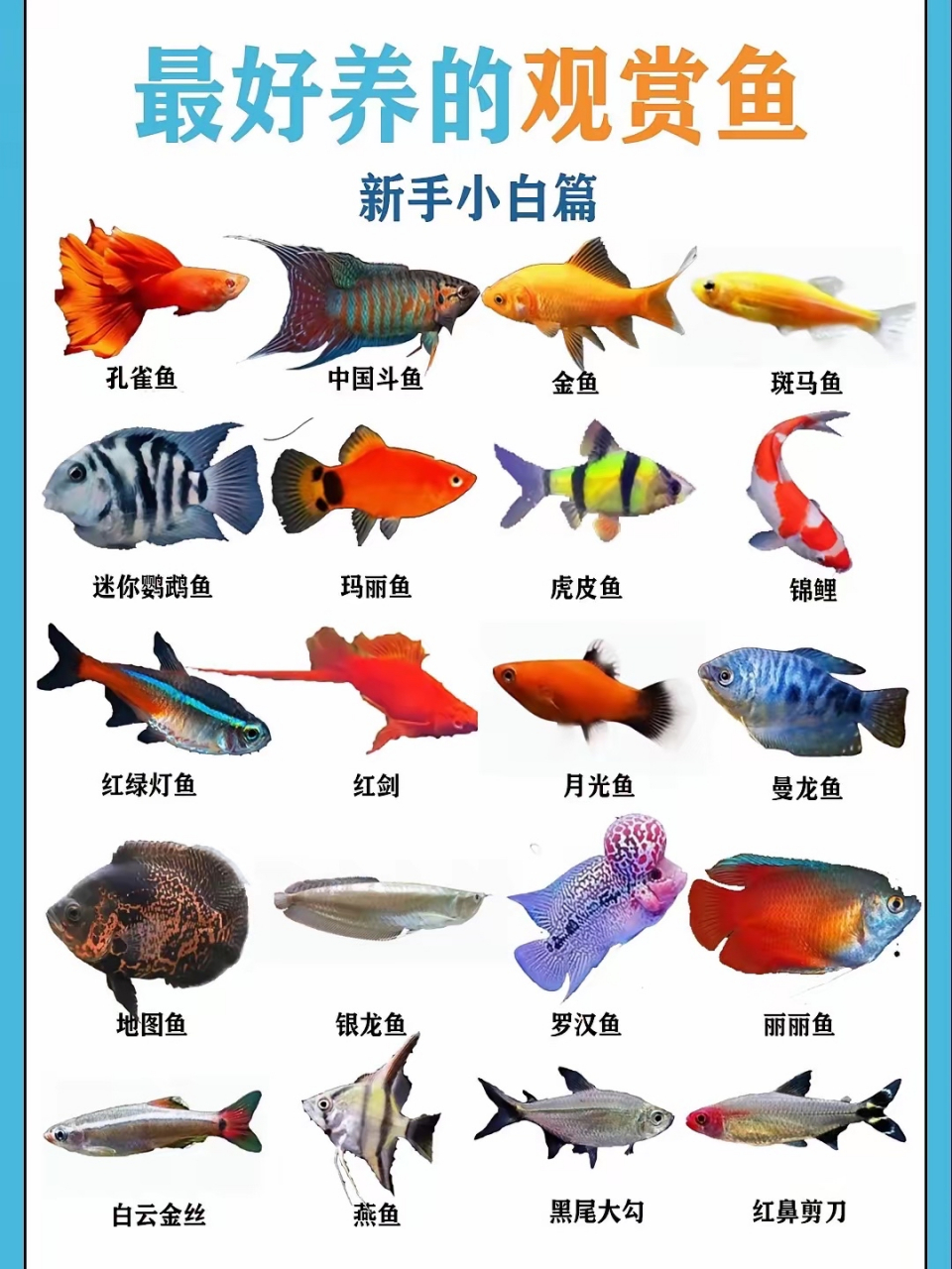 图鉴|最好养的观赏鱼