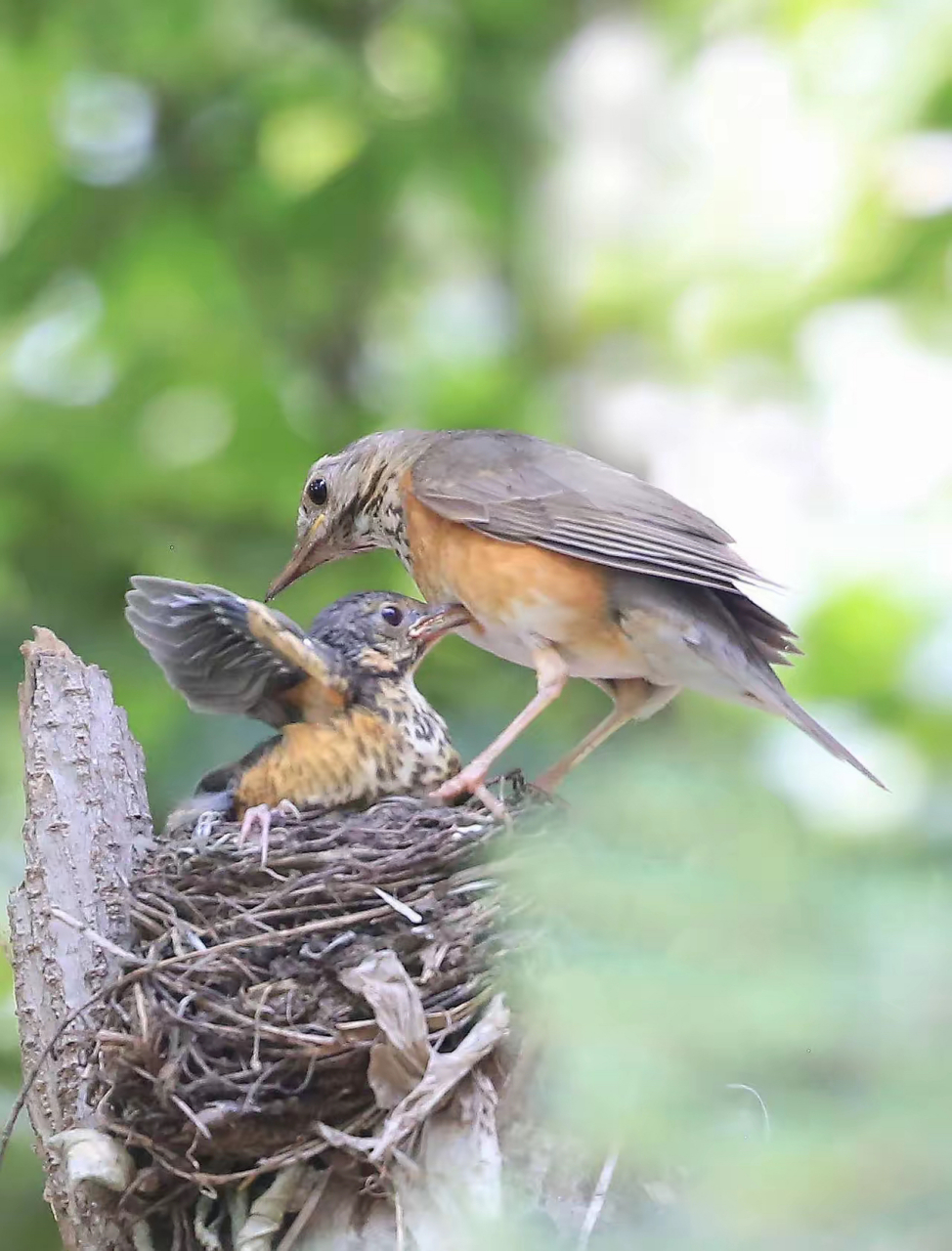 人间精灵|灰背鸫 灰背鸫[dōng](学名:turdus hortulorum)是中型鸟类