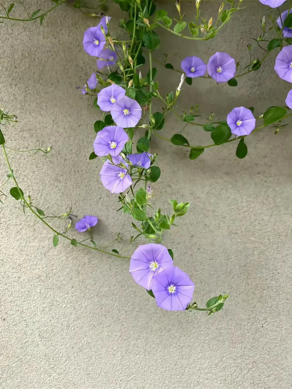 植物图鉴|岩旋花 蓝色岩旋花(学名:convolvulus sabatius)是桔梗目旋