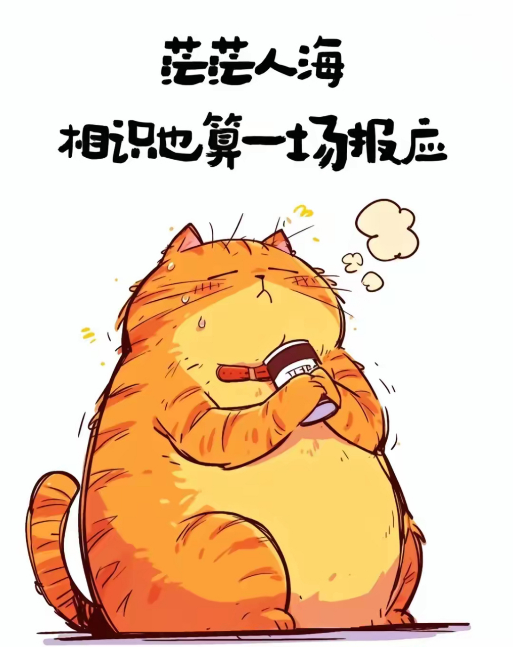 猫猫坐凳头微仰,喵星人表情包来袭