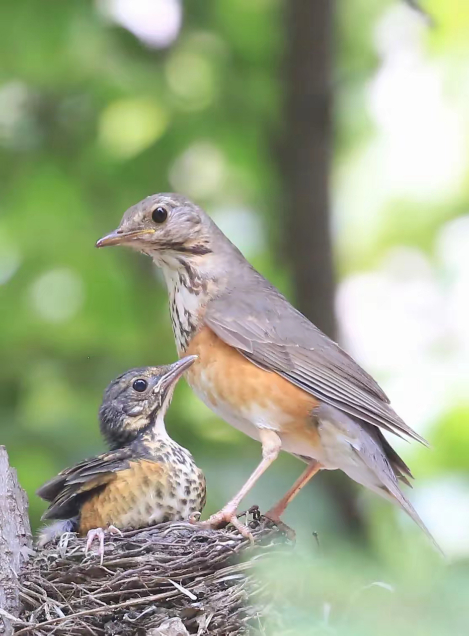 人间精灵|灰背鸫 灰背鸫[dōng](学名:turdus hortulorum)是中型鸟类