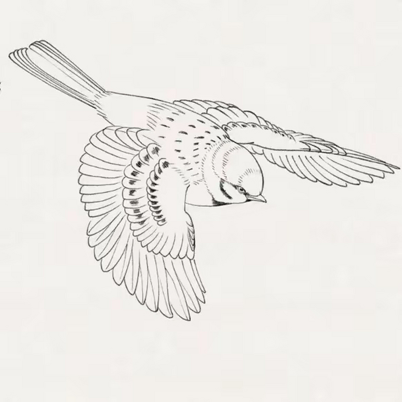 白描|麻雀作品