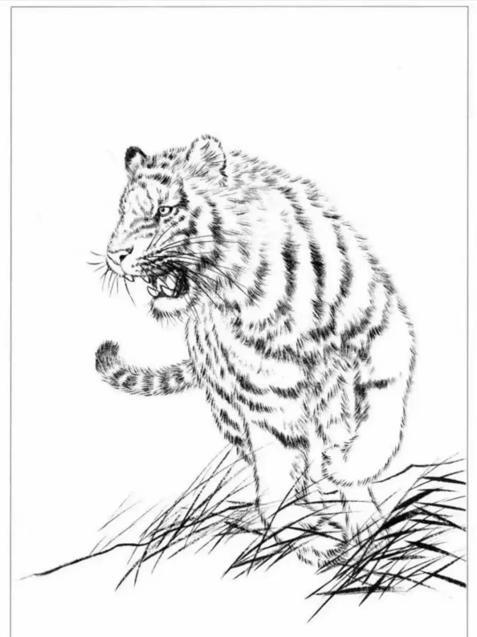 白描|老虎作品