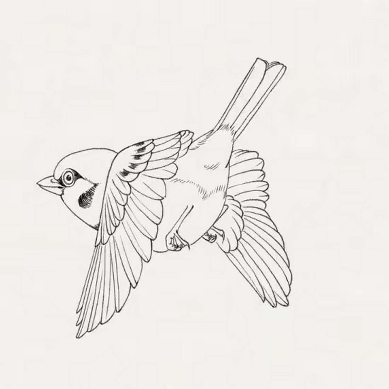 白描|麻雀作品