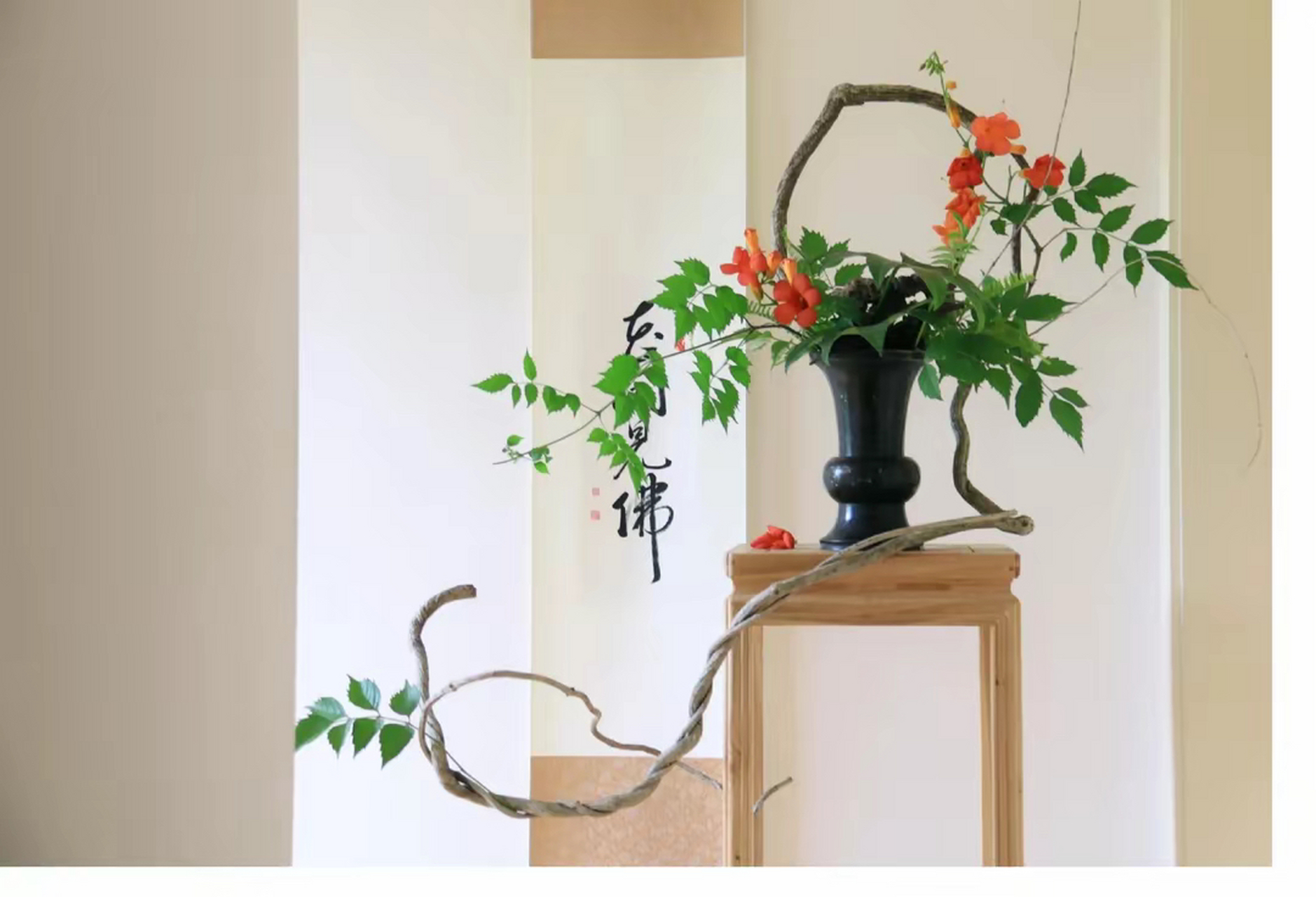 盆景艺术|凌霄花