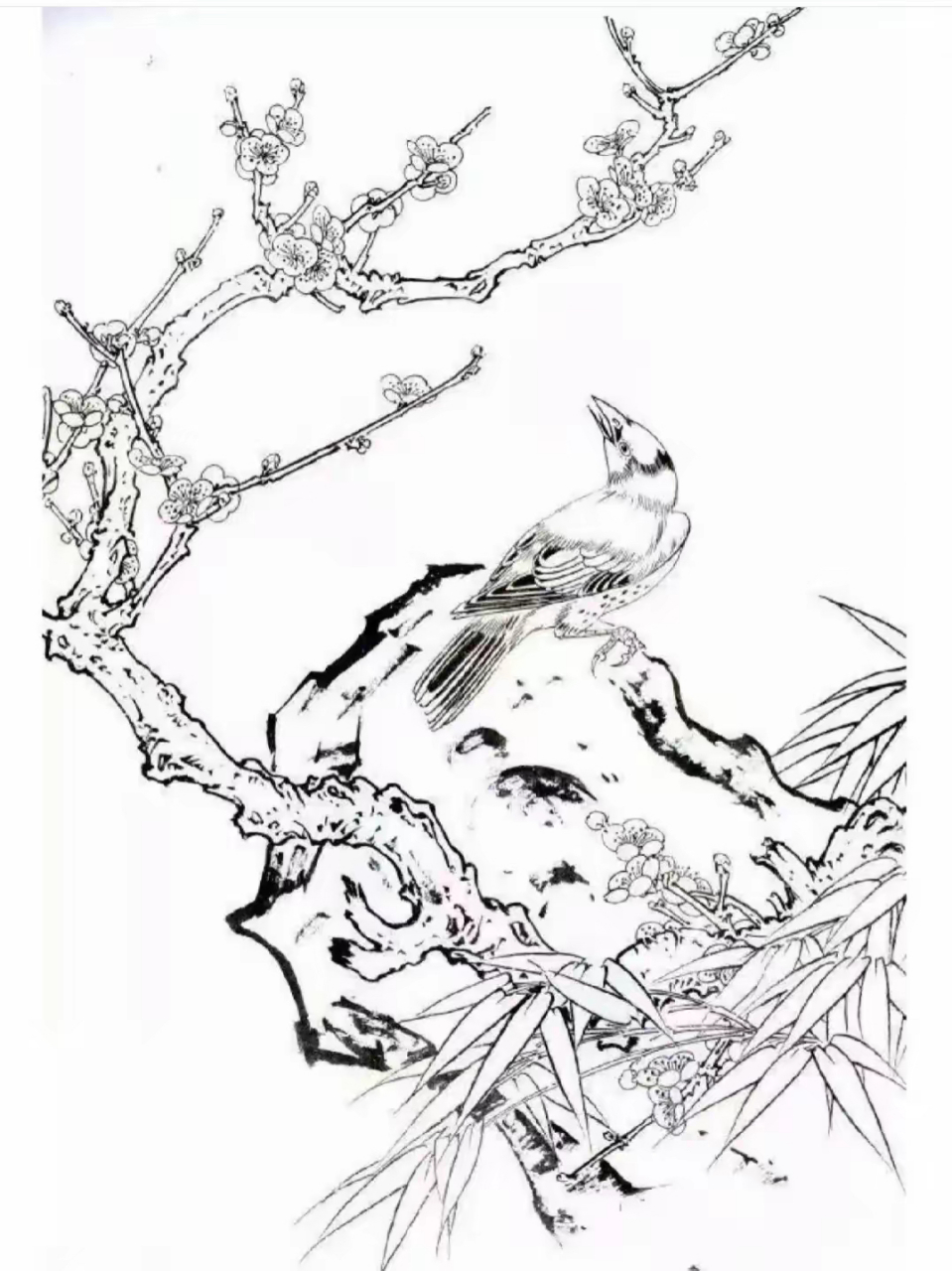 白描 | 花鸟图谱 春风拂面花枝摇,枝头小鸟静悄悄.